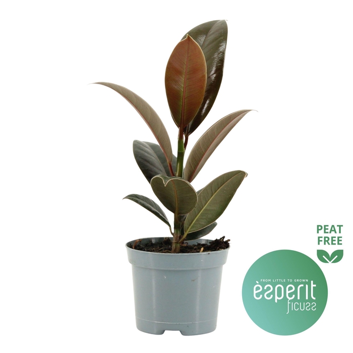 <h4>Ficus elastica Melany®</h4>