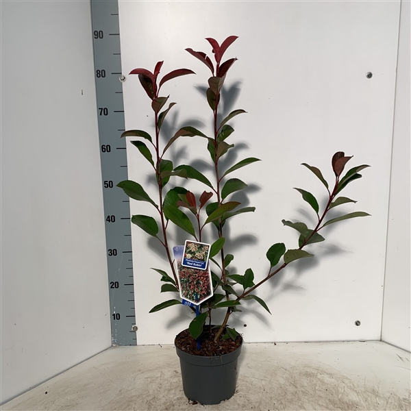 <h4>Photinia fraseri 'Red Robin'</h4>