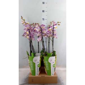 Phalaenopsis   ...lilac