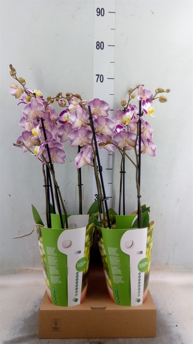 <h4>Phalaenopsis   ...lilac</h4>