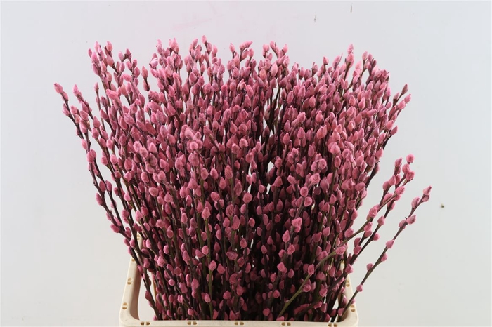 <h4>Salix Wilgenkatjes L Pink 70cm P Stem</h4>