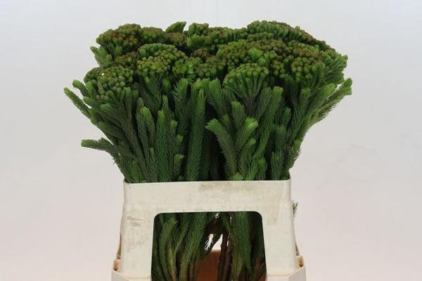 <h4>BRUN ALBIFLORA</h4>