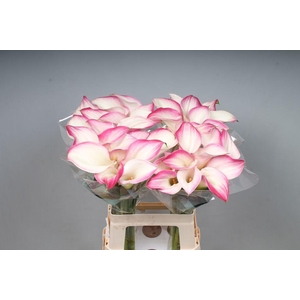 Zantedeschia call mario