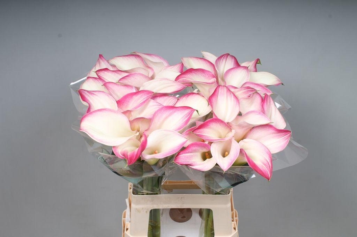 <h4>Zantedeschia call mario</h4>