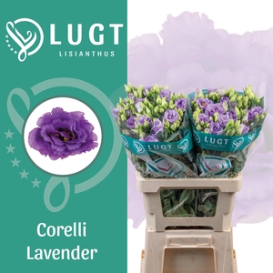 Lisianthus Corelli Lavender 996
