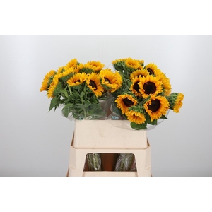 Helian An Orange Fir