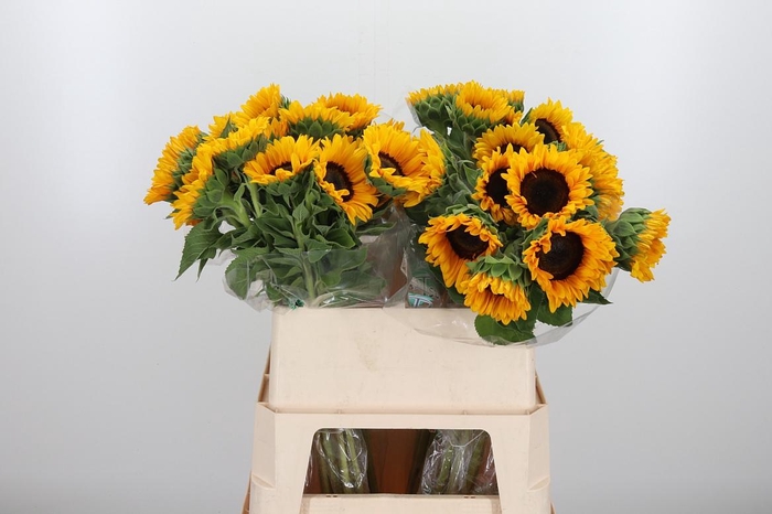 <h4>Helian An Orange Fir</h4>