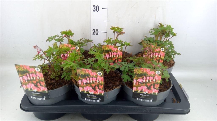 <h4>Dicentra spectabilis</h4>