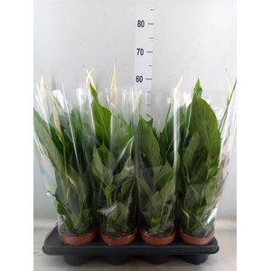 Spathiphyllum  'Strauss'
