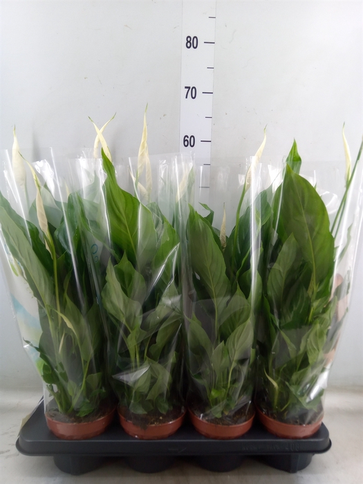 <h4>Spathiphyllum  'Strauss'</h4>