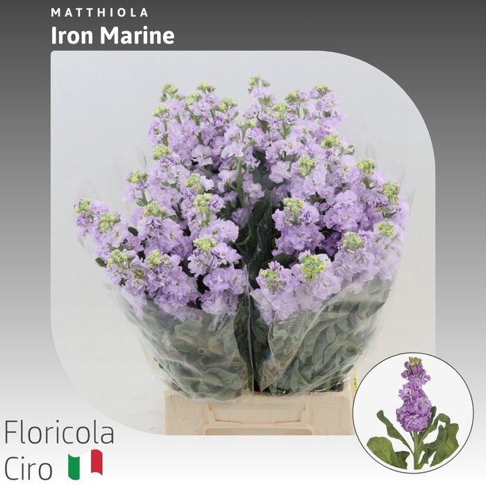 <h4>Matthiola Iron Marine</h4>