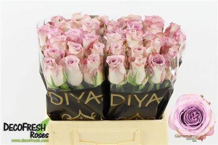 <h4>R Gr Glamorous+</h4>