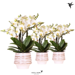 Kolibri Orchids Phalaenopsis Blossom Lausanne 6 spike in Moonstone pot white