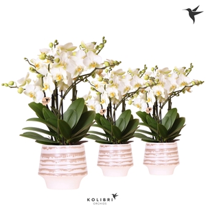 Kolibri Orchids Phalaenopsis Blossom Lausanne 6 spike in Moonstone pot white