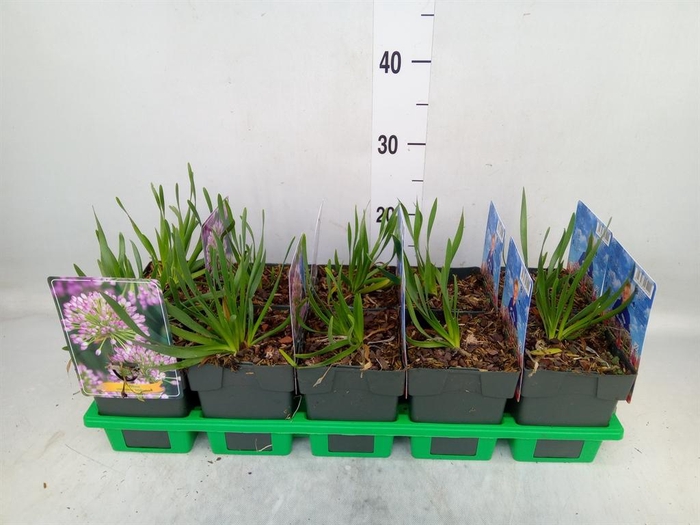 <h4>Allium  'Millenium'</h4>