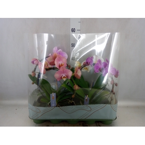 Phalaenopsis   ...mix