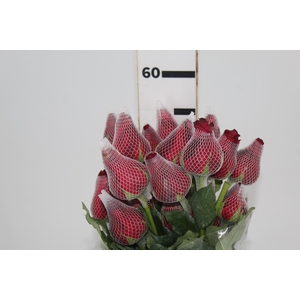 ROSA LOVELY RED 050 CM