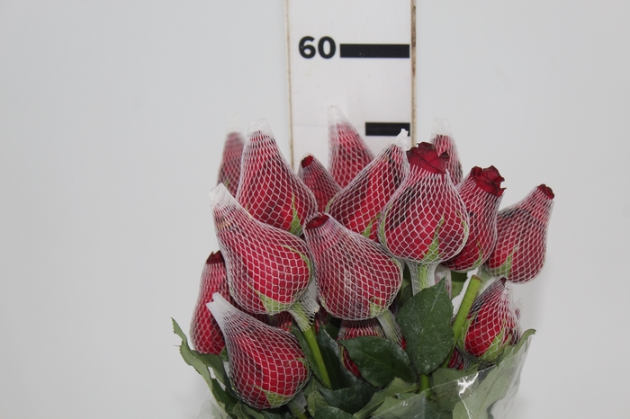 <h4>ROSA LOVELY RED 050 CM</h4>