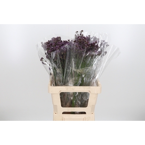 Verbena Ov