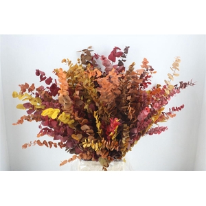 Pres Euca Stuartiana Autumn P Bunch