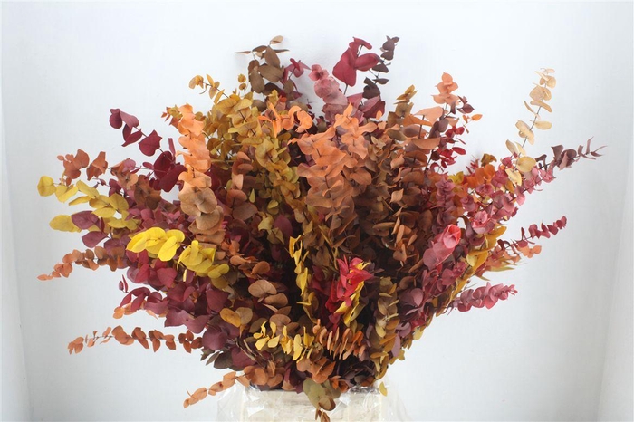 <h4>Pres Euca Stuartiana Autumn P Bunch</h4>