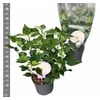 arr8 Hibiscus M Gu Whi Ey