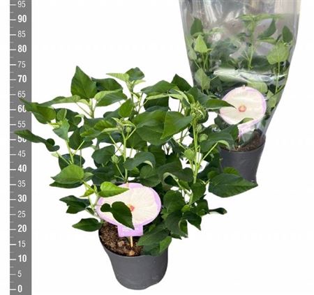 Hibiscus M Gu Whi Ey