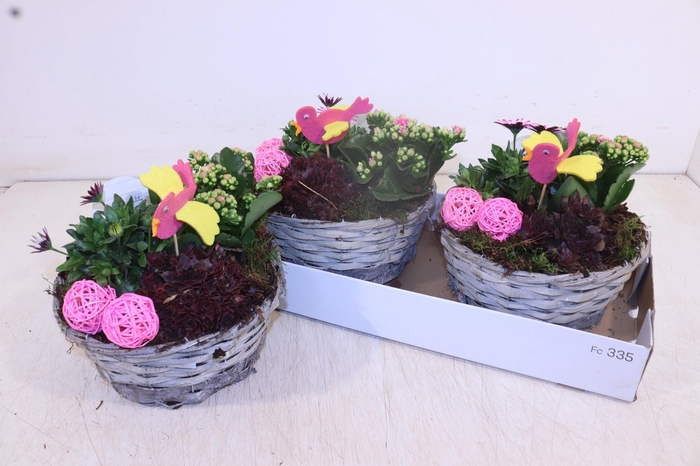 <h4>ARR TUINPLANTEN</h4>