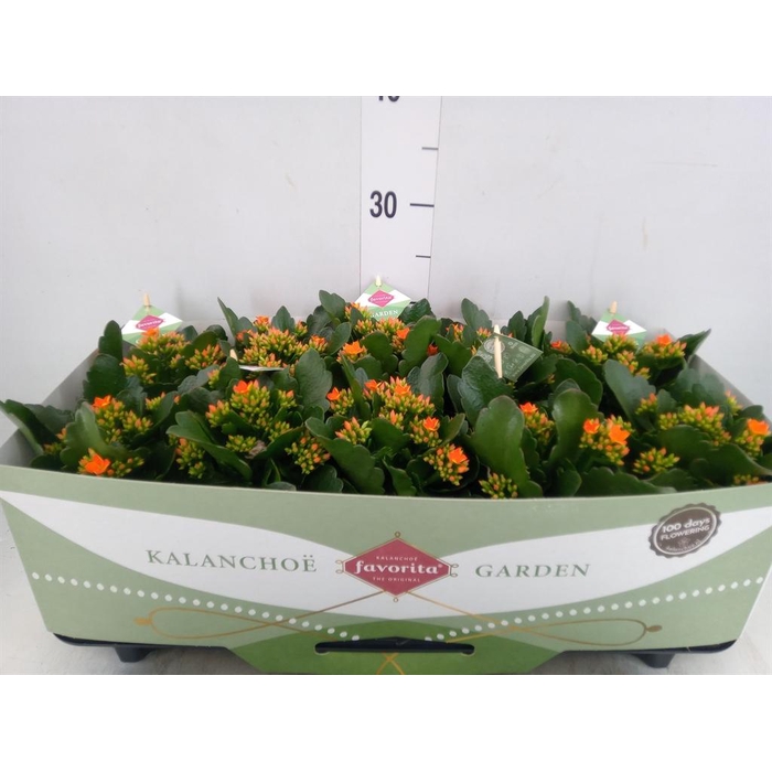 <h4>Kalanchoe  'Acheron'</h4>