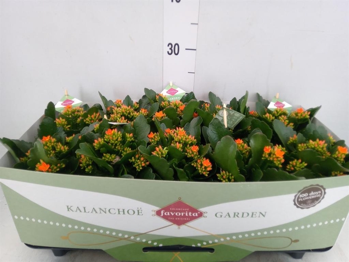 Kalanchoe  'Acheron'