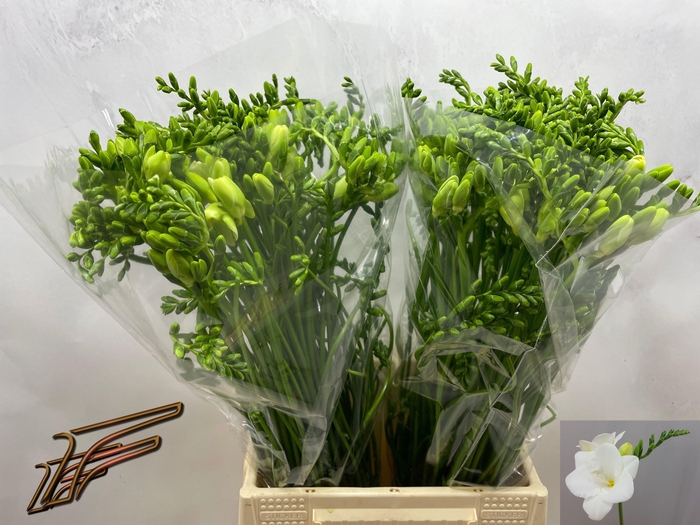 <h4>FR EN CORVETTE</h4>