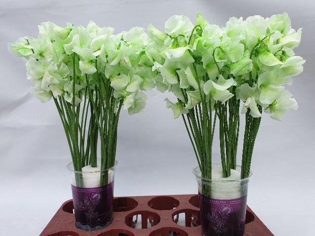 <h4>Lathyrus Groen</h4>
