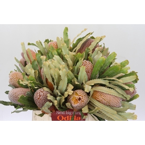 Banksia Burdettii
