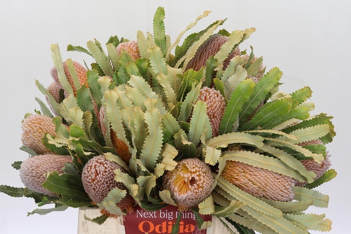 <h4>Banksia Burdettii</h4>