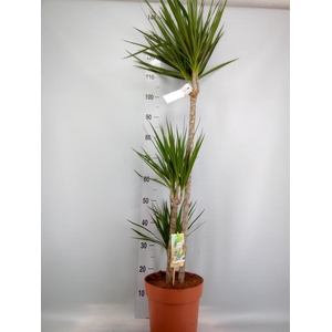 Dracaena marg.