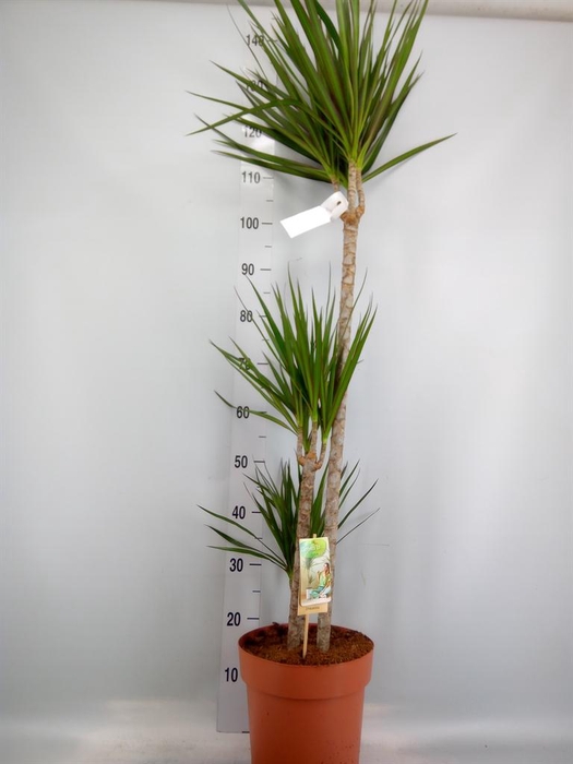 <h4>Dracaena marg.</h4>