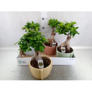 Ficus microcarpa 'Ginseng'