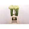 Agapanthus Gletsjer