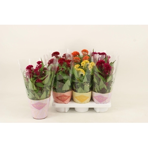 Celosia Twisted Mix, 3 colours