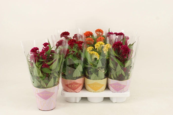 <h4>Celosia Twisted Mix, 3 colours</h4>
