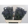Eryngium Blue Dynamite