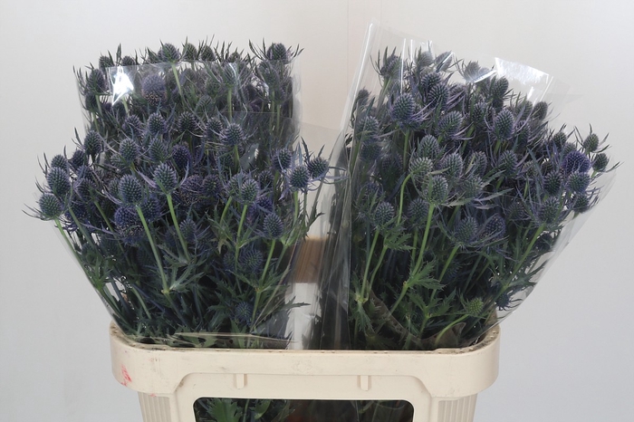 Eryngium Blue Dynamite
