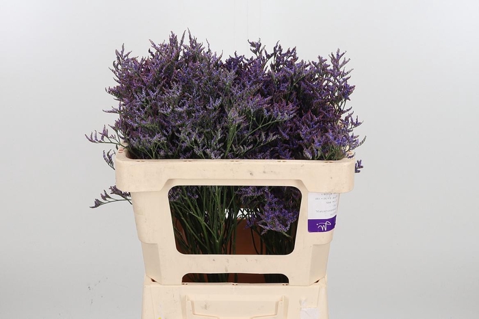 <h4>Lim Saf Dark Blue</h4>