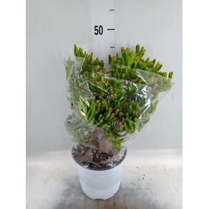 Crassula ovata 'Hobbit'
