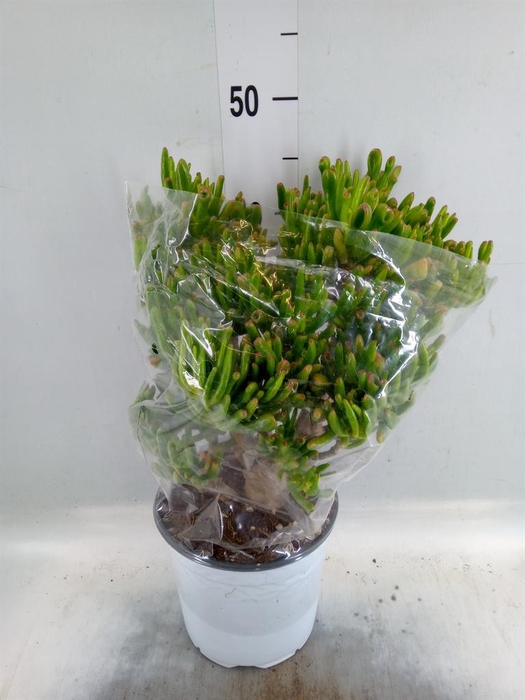 <h4>Crassula ovata 'Hobbit'</h4>