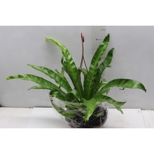 ASPLENIUM CRISSIE C21