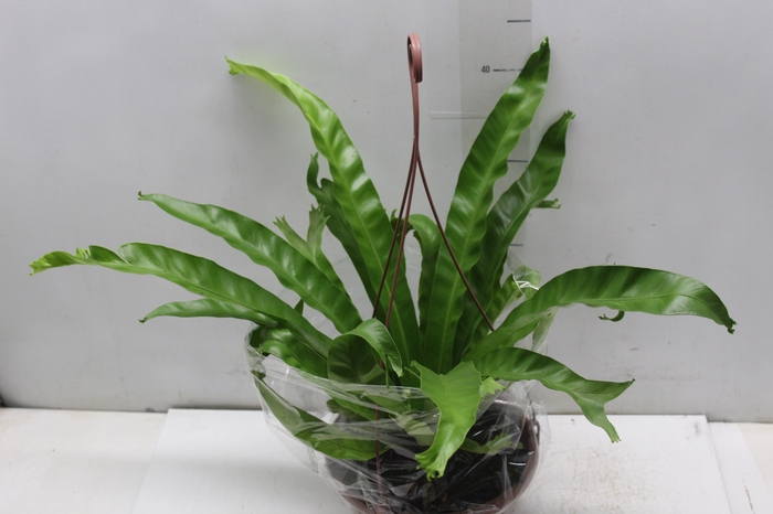 <h4>ASPLENIUM CRISSIE C21</h4>