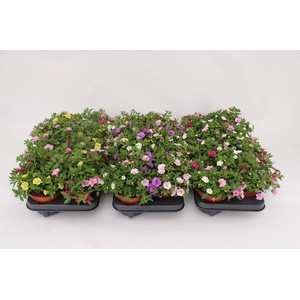Calibrachoa Trio 'Rosies' mixlayer