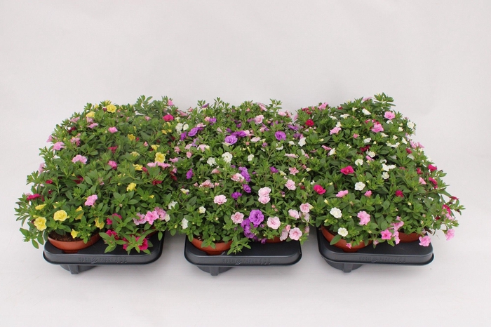 <h4>Calibrachoa Trio 'Rosies' mixlayer</h4>