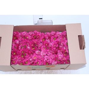 BUQUE LISIANTHUS ROSITA III RED VERMELHO